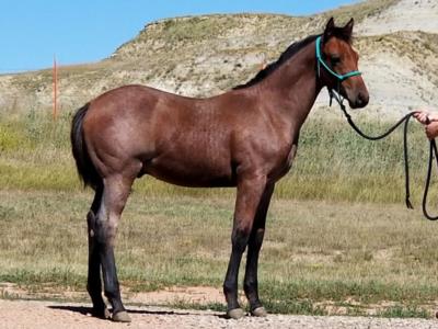 Top Gun Houston JW <BR> AQHA 6005062